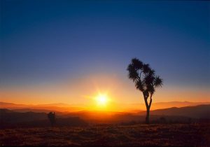 sunset-and-cabbage-trees-south-canterbury-hills