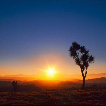 sunset-and-cabbage-trees-south-canterbury-hills